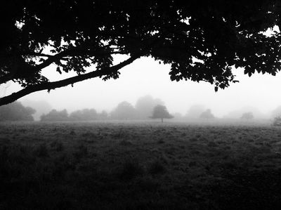 Morning Fog Emerging From Trees by A Guy Taking Pictures, on Flickr